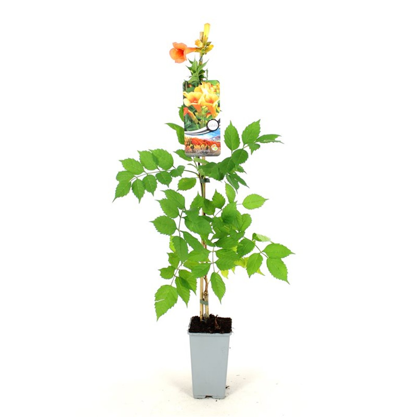 Campsis t. 'Indian Summer' - C2 80-100 CM